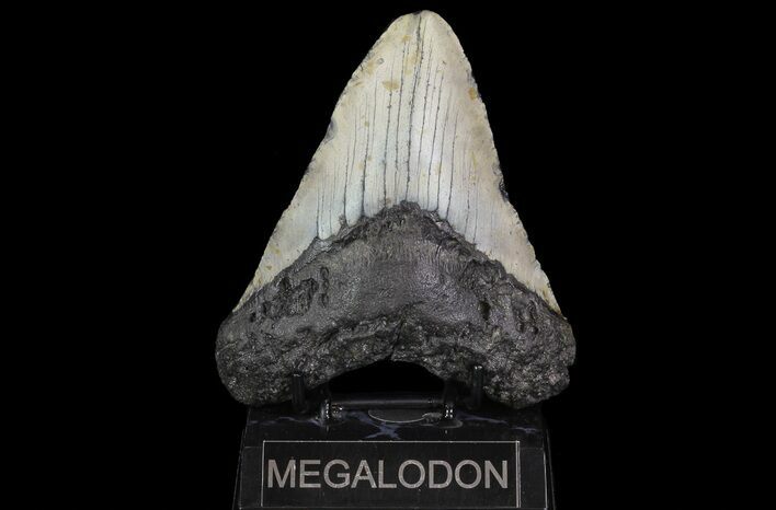 Bargain, Megalodon Tooth - North Carolina #67331
